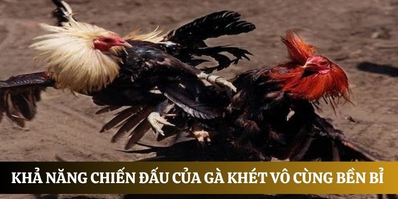 Kỹ thuật nuôi nâng cao sức mạnh của gà khét là gì?